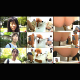 This Japanese video features at least 13 women shitting into a a floor toilet rigged with multiple cameras. Consistent massive shits. Some are runny. Each girl is questioned afterwards. 693MB file. About 2 hours.